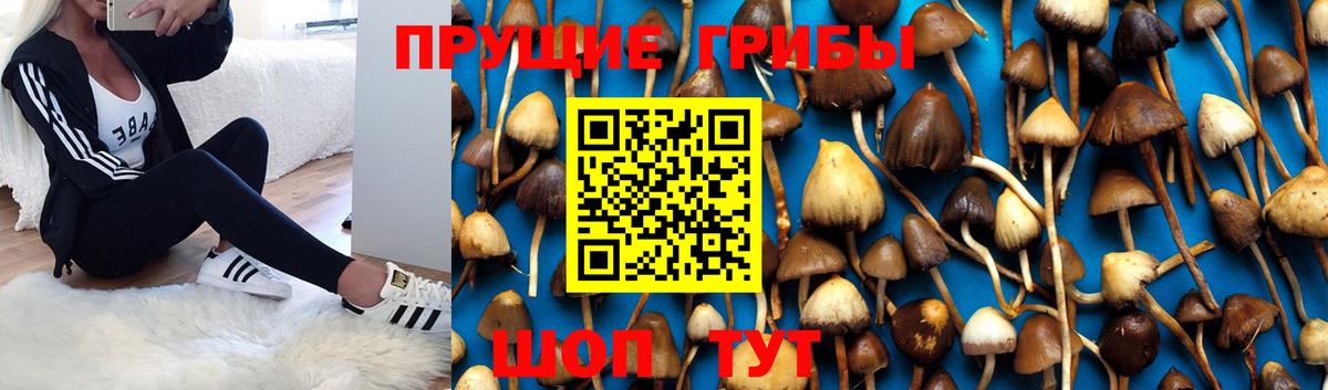 Нягань  Галлюциногенные грибы Psilocybe  Вход с VPN 